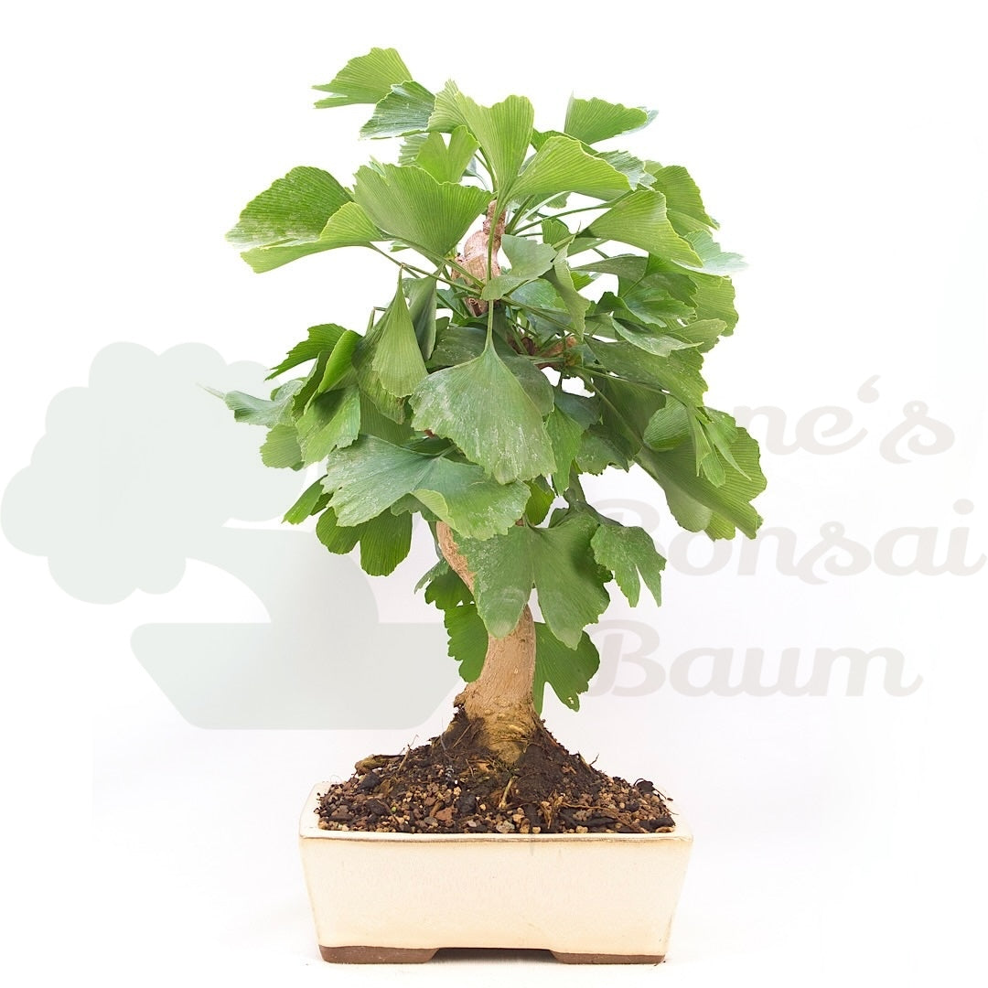 Ginkgo biloba 'Fächerblattbaum'